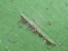 Asplenium petiolulatum