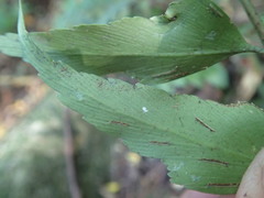 Asplenium petiolulatum