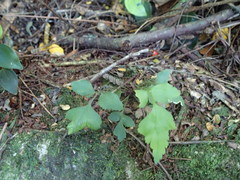Asplenium petiolulatum