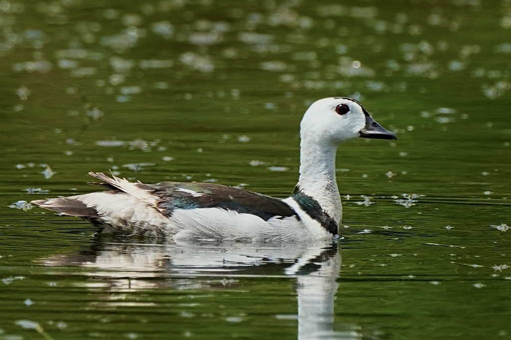 Pygmy-Geese