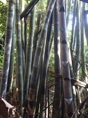 Dendrocalamus giganteus