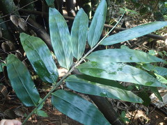 Dendrocalamus giganteus
