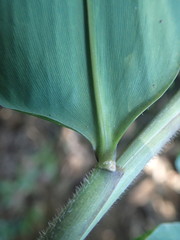 Dendrocalamus giganteus