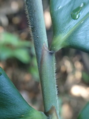 Dendrocalamus giganteus