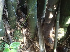 Dendrocalamus giganteus