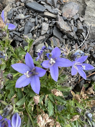 Image of Campanula piperi by no rights reserved