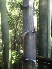 Dendrocalamus giganteus