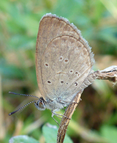 Lesser Grass Blue, photo 8 of 9