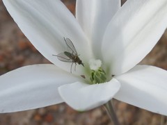 Phthiriinae