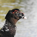 Muscovy Ducks - Photo (c) Daniel Onea, some rights reserved (CC BY-NC), uploaded by Daniel Onea