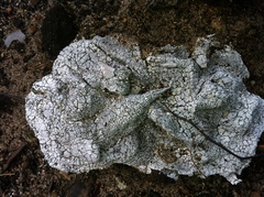 Trapeliopsis granulosa