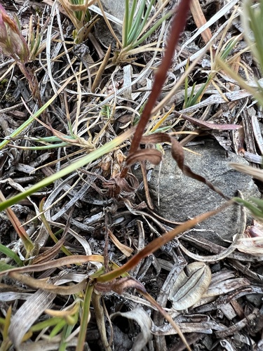 Image of Orthocarpus imbricatus by no rights reserved