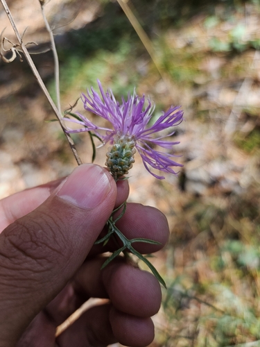 Image of White Perennial Cornflower (Centaurea alba) by (c) Marco Iboshi, some rights reserved (CC BY)