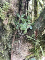 Peperomia tetraphylla image