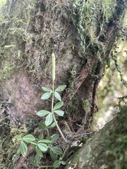 Peperomia tetraphylla image