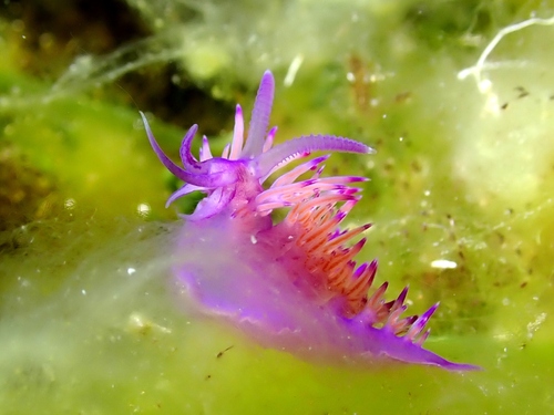 Flabellina nudibranch