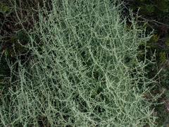 Sclerolaena muricata