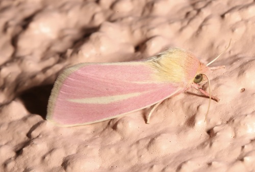 Heliocheilus julia photo 3