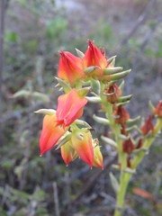 Echeveria bifida