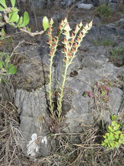 Echeveria bifida
