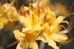 Rhododendron austrinum