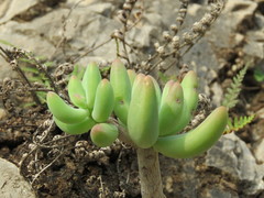 Sedum corynephyllum