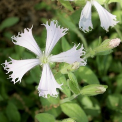 Silene polypetala