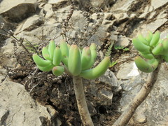 Sedum corynephyllum
