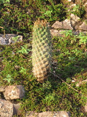 Coryphantha octacantha