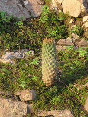 Coryphantha octacantha