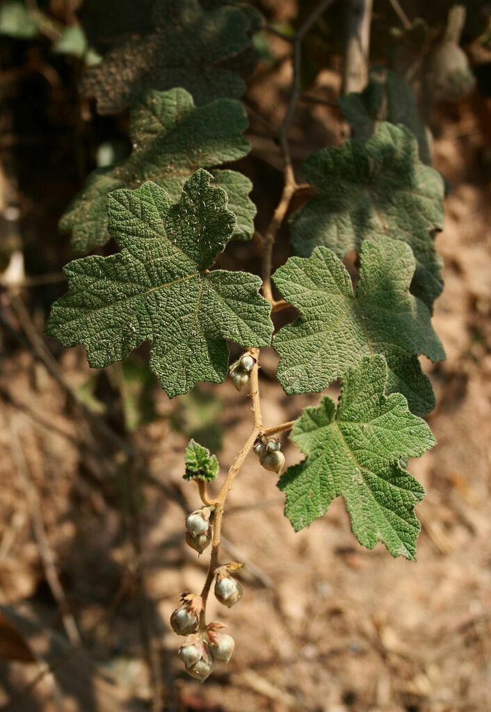 Rubus clinocephalus (Rubus clinocephalus)