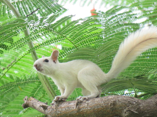 Red-bellied Squirrel, Playa Diamante, 39897 Acapulco de Juárez, Gro., México, photo 7 of 10