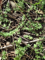 Galium texense