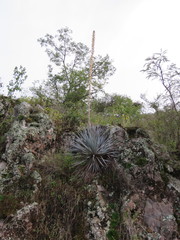 Dasylirion parryanum