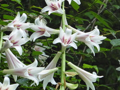 Cardiocrinum giganteum