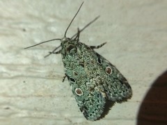 Maliattha concinnimacula