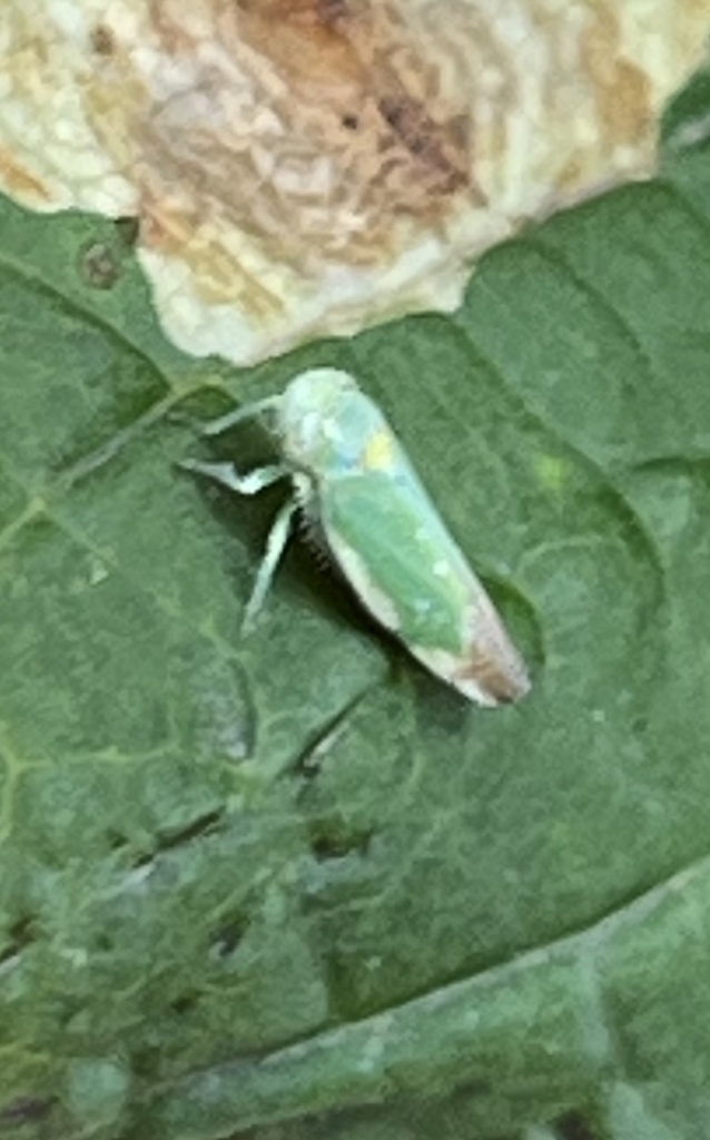 Tamarix Leafhopper from Norwood Park, London, England, GB on August 28 ...