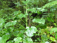 Cardiocrinum giganteum