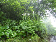 Cardiocrinum giganteum