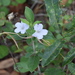 Ruellia caroliniensis heteromorpha - Photo (c) Tom Palmer, alguns direitos reservados (CC BY-NC), uploaded by Tom Palmer