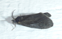 Brachycyttarus griseus