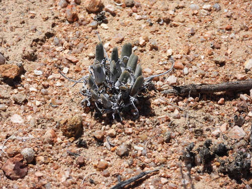 Image of Cheiridopsis namaquensis by (c) amantedarmanin, some rights reserved (CC BY)