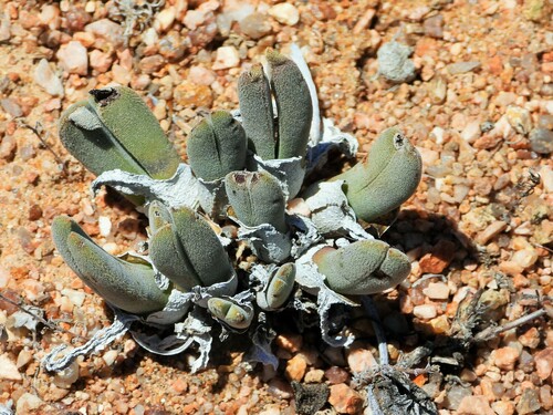 Cheiridopsis namaquensis
