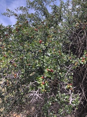 Condalia brandegeei