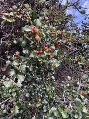 Condalia brandegeei
