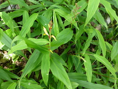 Cautleya gracilis