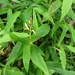 Cautleya gracilis - Photo (c) Elizabeth Byers,  זכויות יוצרים חלקיות (CC BY-NC), הועלה על ידי Elizabeth Byers