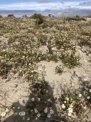 Amauria brandegeeana