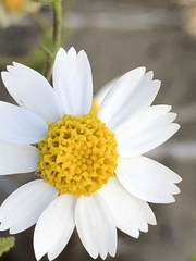 Amauria brandegeeana