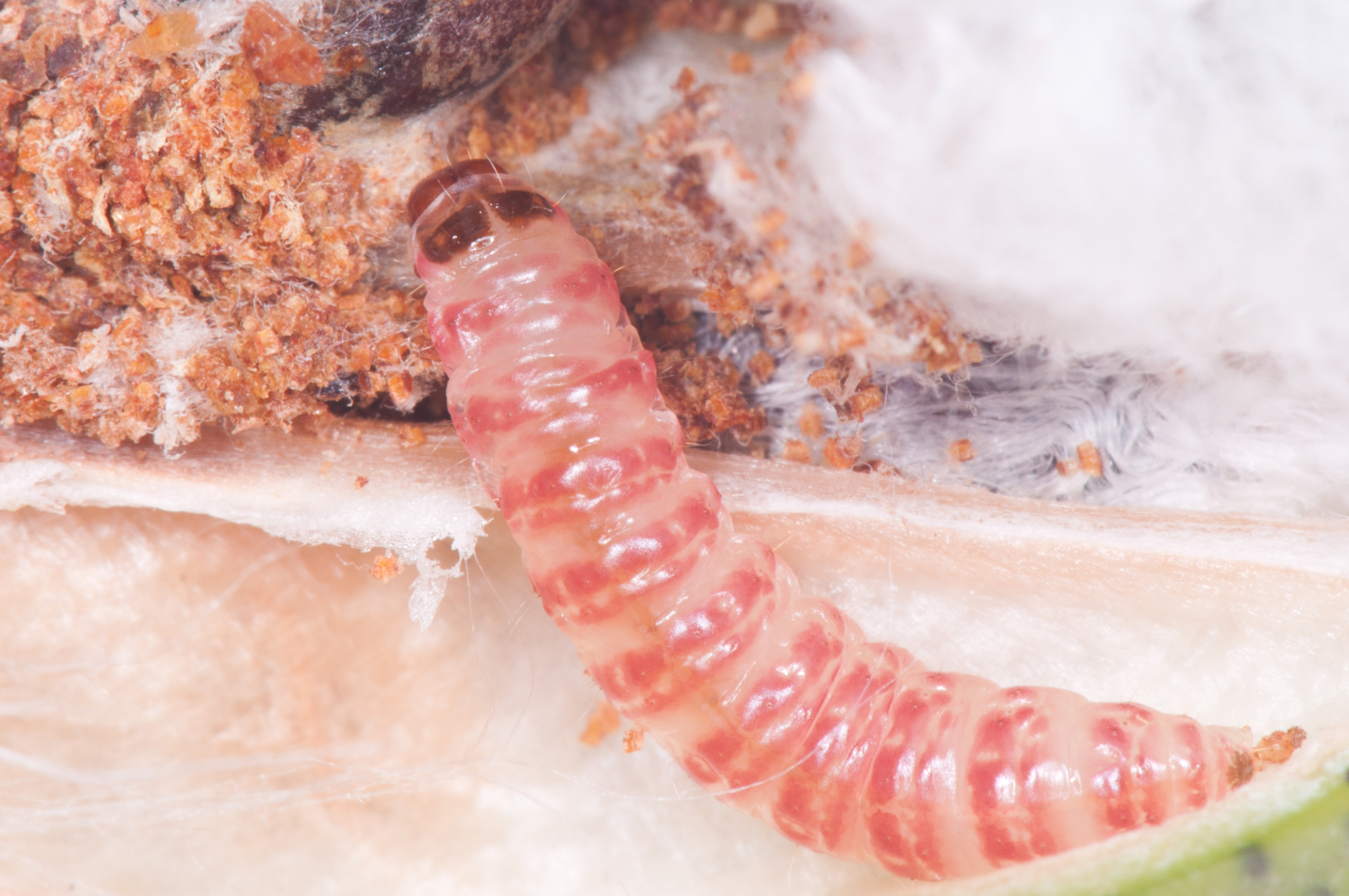 Pink bollworm - Wikipedia